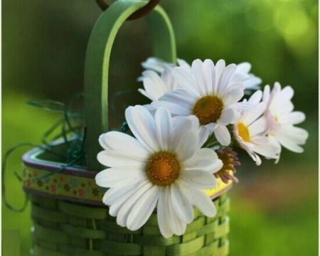 White Flowers in the Basket