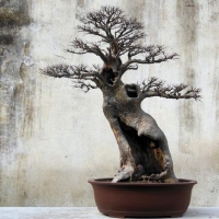 Bonsai
