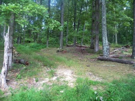 Timber Road - nature, timberline, forests, tennessee