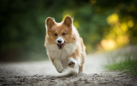 Corgi - corgi, friend, animal, dog