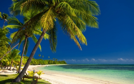 Beach - beach, sand, tree, nature