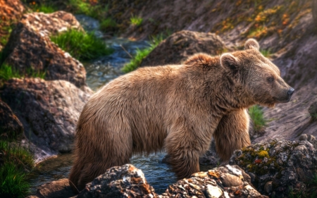 Bear - fur, animal, Bear, paw, hair