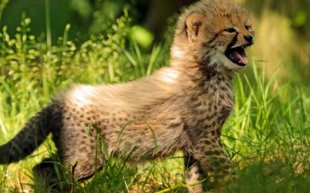 Cheetah - jungle, run, Cheetah, animal