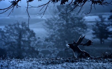 Deer - night, animal, nature, Deer