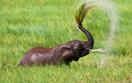 Baby Elephant - trunk, nature, elephant, baby