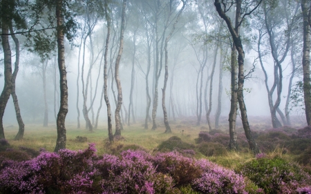 Forest - nature, forest, fog, tree, mist