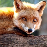 Cute fox