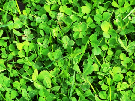 Clover - Clover, nature, leaf, tree