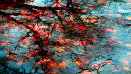 Flow - leaves, nature, autumn, floating