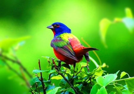 Painted Bunting 1 - bird, avian, beautiful, photography, photo, wide screen, songbird, colorful, animal, Painted Bunting, wildlife