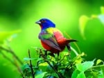 Painted Bunting 1