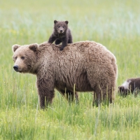 Bear family