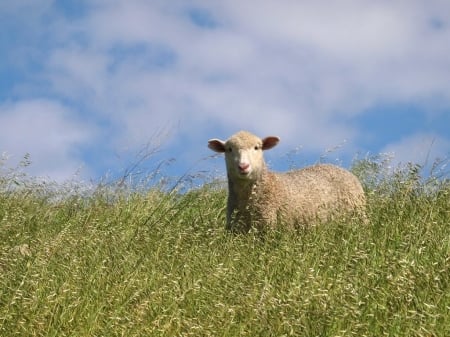 Lonely sheep - cute, grass, animal, sheep