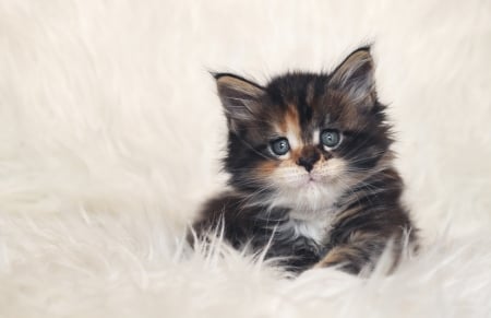 Cute kitten - baby, cat, feline, cute, kitten