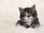 Cute kitten