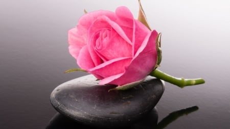 ❁ - bud, stone, flower, pink rosette