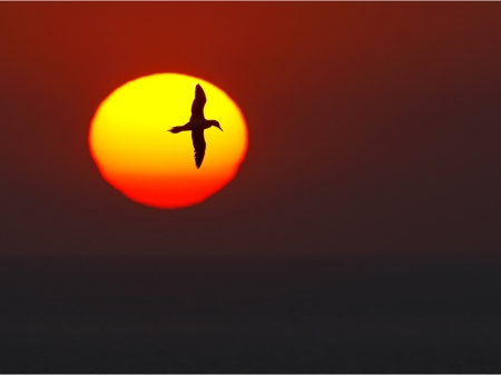 Beautiful Sunset - sky, nature, sunset, bird