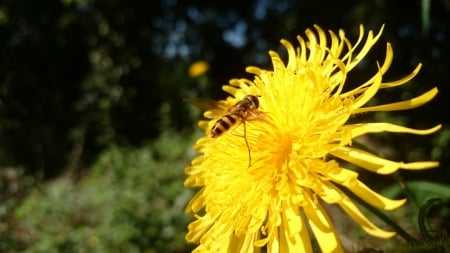 A resting place ... - summer heat, yellow, fly, nature