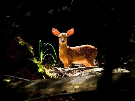 Morning light - forest, animal, deer, sunlight