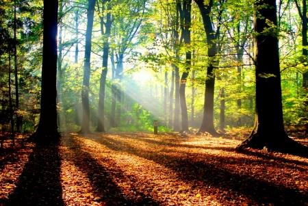 Forest sunlight - sunbeams, branches, rays, autumn, sunlight, trees, sun, glow, forest, beautiful, leaves