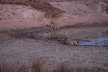 Cliff Top - dusk, 3 cubs, lioness, thirsty