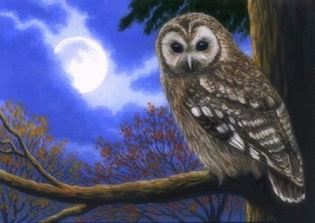 Moon Shadow - paintings, night, shadow, moonlight, owl, moons, love four seasons, draw and paint, animals