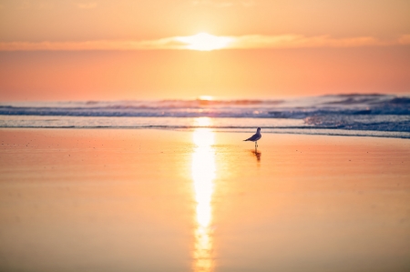 Sunrise - summer, bird, wave, water, beach, orange, sea, sunrise