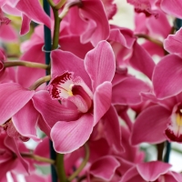 Orchids