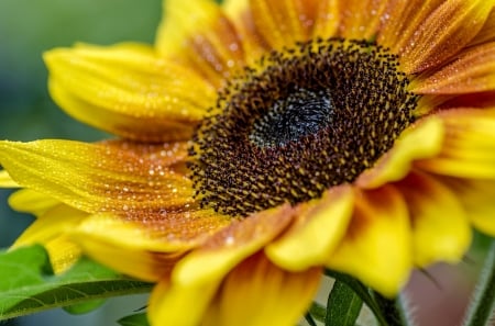 Sunflower - summer, flower, yellow, sunflower, skin