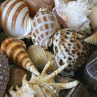 Shells