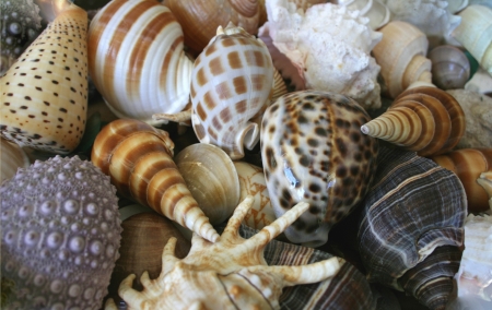 Shells - white, skin, brown, grey, summer, shell