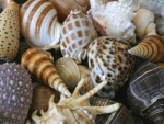 Shells