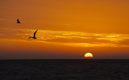 Sunrise - silhouette, orange, summer, sea, sunrise, black, bird