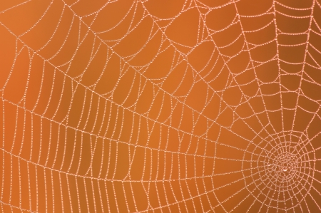 Web - web, spider, dew, autumn, halloween, orange, texture