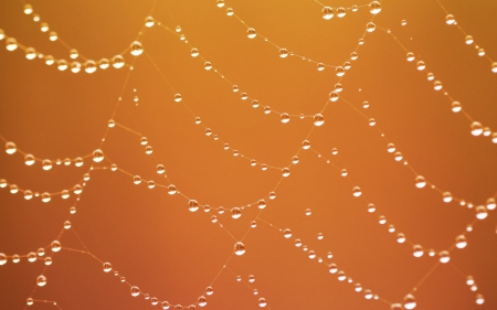 Web - autumn, water drops, spider, orange, texture, dew, web