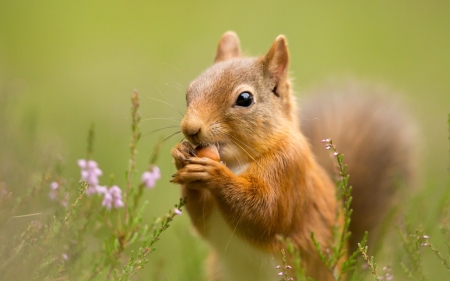 Squirrel - squirrel, pink, red, green, animal, cute, flower