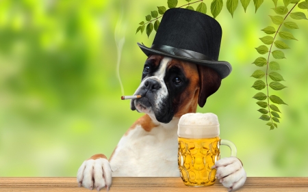 Cheers! - glass, hat, dog, beer, green, animal, funny