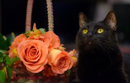 Black cat - halloween, cat, animal, orange, basket, black, rose, flower