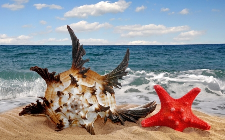 Seashell and starfish - seashell, water, summer, blue, beach, sea, starfish, red, sky