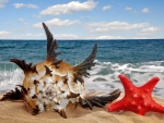 Seashell and starfish