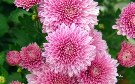 Chrysanthemums - flower, pink, chrysanthemum, skin, autumn, green