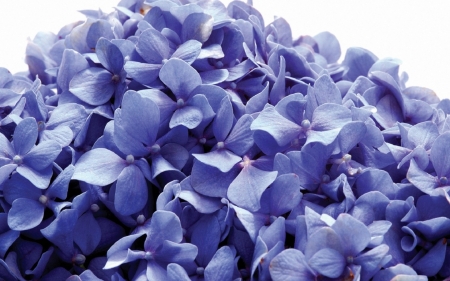 Hydrangea - skin, white, blue, flower, hydrangea