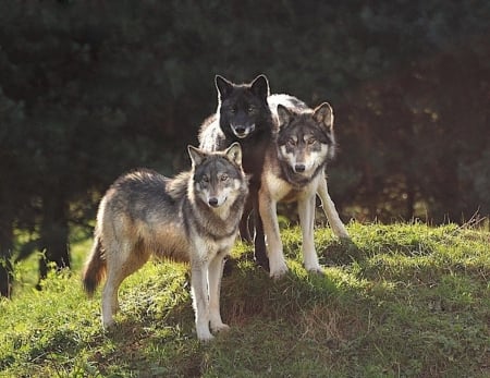 THE THREE OF US - wolves, nature, wolf, animals, friends