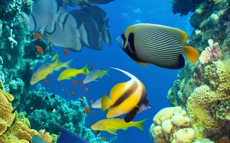 World of Fish - coral, fish, animals, nature