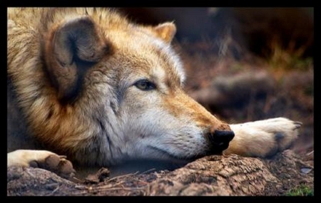 REST - wolf, nature, animal, rest, frame