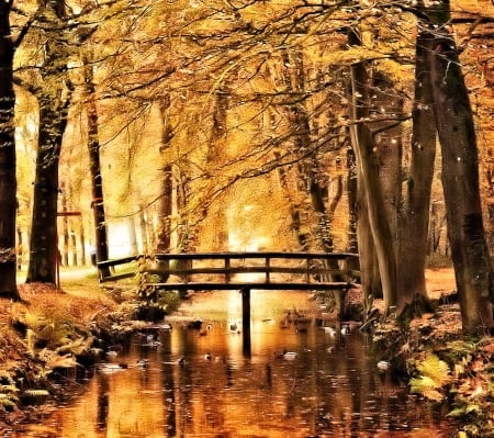 Amber Autumn - Other & Nature Background Wallpapers on Desktop Nexus ...