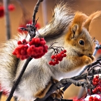 Cute Squirrel