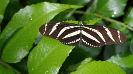 lovely butterfly - white, leaves, brown, pretty