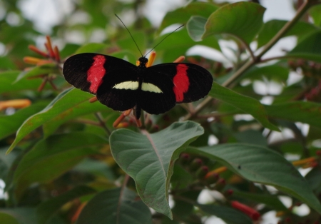 butterfly  on leaf - striking, leaves, black, colorful