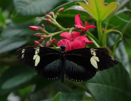 butterfly on flowers - butterfly, flowers, lovely, leaves